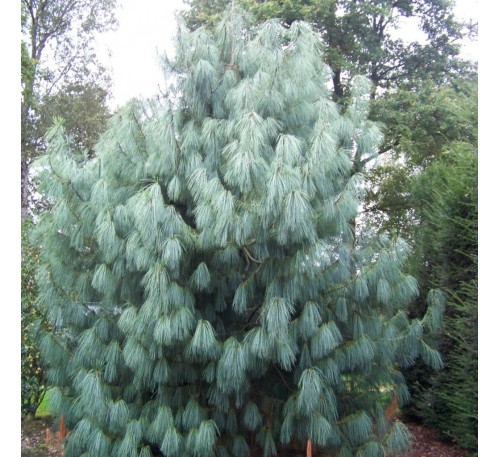 Сосна гималайская (wallichiana (griffithii) С2